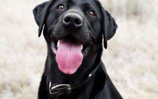 Why Is My Dog Panting So Much? Common Causes, Stress Signs and When to Call a Vet