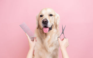 How Often Should You Bathe a Dog? A Complete Grooming Guide by Coat Type and Lifestyle