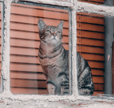 Cat observing outdoors through a window — passive window enrichment provides continuous mental stimulation throughout the day