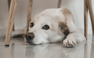 Dog hiding under sofa — creating a safe enclosed space is a critical component of separation anxiety management for dogs