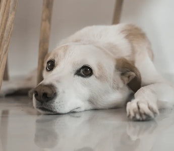 Dog hiding under sofa — creating a safe enclosed space is a critical component of separation anxiety management for dogs