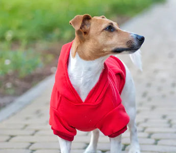 Dog in a well-fitted outfit β the three measurements determine whether any garment will fit correctly