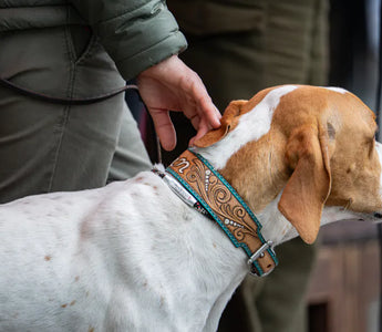 Dog with collar accessories outdoors — understanding the difference between active and passive visibility matters for night safety