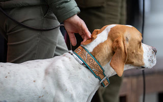 Dog resting comfortably on a well-supported bed — sleep quality significantly impacts behavior mood and health