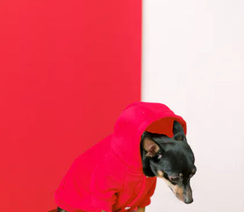 Jack Russell Terrier in a stylish outdoor hoodie — design features determine whether a hoodie provides real thermal protection