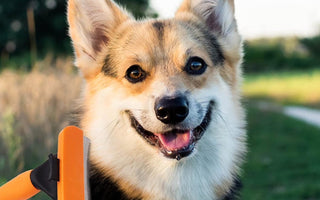 Best Brushes for Shedding Dogs? How to Reduce Loose Fur and Keep Coats Healthy
