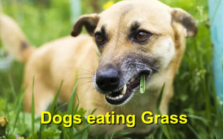 Why Does My Dog Eat Grass? Common Reasons, Safety Concerns, and When to Worry