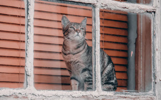 Cat observing outdoors through a window — passive window enrichment provides continuous mental stimulation throughout the day