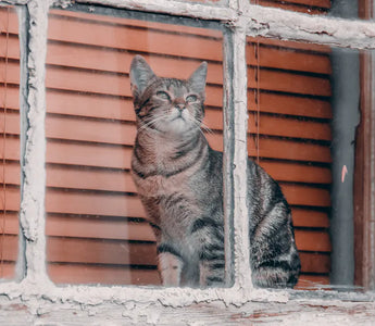 Cat observing outdoors through a window — passive window enrichment provides continuous mental stimulation throughout the day