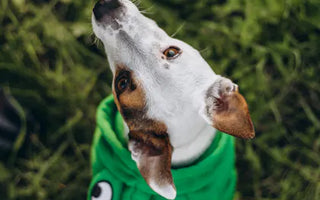 Dog being measured for clothing — accurate measurements at three key points ensure proper fit and prevent discomfort in dog apparel
