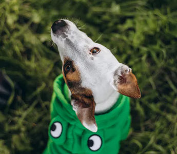 Dog being measured for clothing — accurate measurements at three key points ensure proper fit and prevent discomfort in dog apparel
