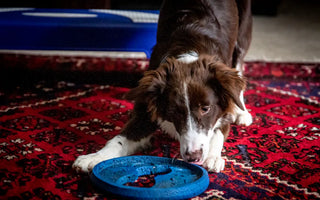 Active Border Collie mid-play — high-drive dogs especially benefit from structured daily cognitive enrichment to reduce anxiety behaviors