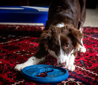 Active Border Collie — daily play sessions satisfy prey drive and physical needs that puzzle feeders cannot address alone
