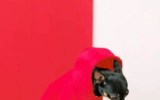 Jack Russell Terrier in a hoodie outdoors — thin-coated small breeds genuinely benefit from an insulating layer on cold morning walks
