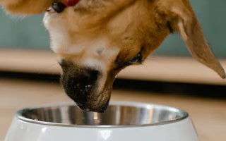 Border Collie puppy engaged in active problem-solving — high-drive breeds need the cognitive challenge a puzzle feeder delivers
