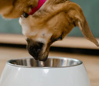 Close-up of a dog eating fast — rapid food consumption causes choking, bloating, and GDV risk